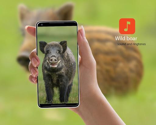 Wild boar calls - عکس برنامه موبایلی اندروید