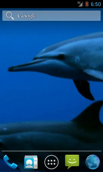 Wild Dolphins Video Wallpaper - Image screenshot of android app