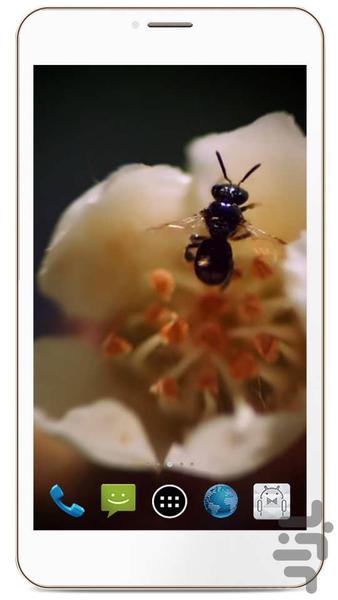 HD Bee Live Wallpaper - Image screenshot of android app