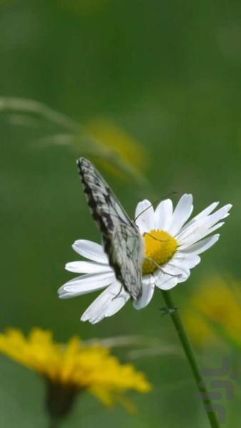 پس زمینه زنده پروانه HD Butterfly - عکس برنامه موبایلی اندروید