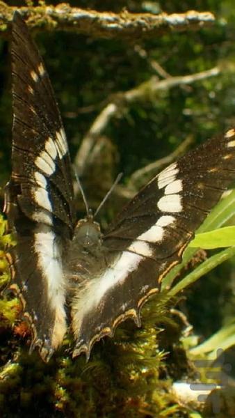 پس زمینه زنده پروانه HD Butterfly - عکس برنامه موبایلی اندروید