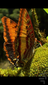 HD Butterfly Live Wallpaper - Image screenshot of android app
