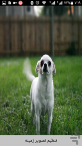 HD Dog Live Wallpaper - Image screenshot of android app