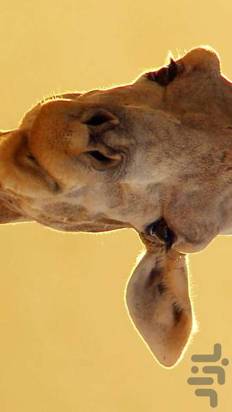 HD Giraffe Live Wallpaper - عکس برنامه موبایلی اندروید