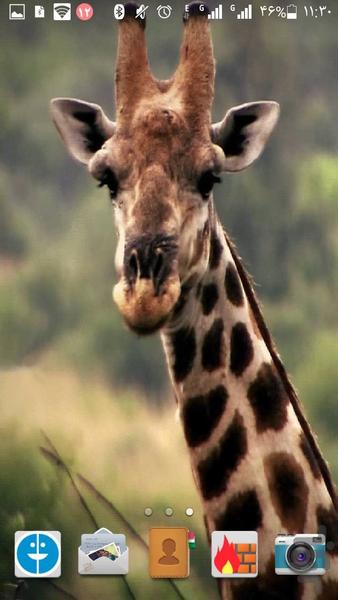 پس زمینه زنده زرافه HD Giraffe - عکس برنامه موبایلی اندروید